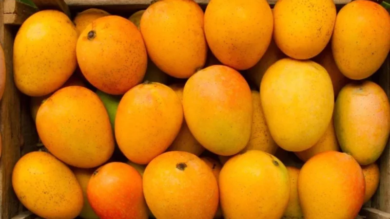 6 Ways To Find Real Alphonso Mangoes