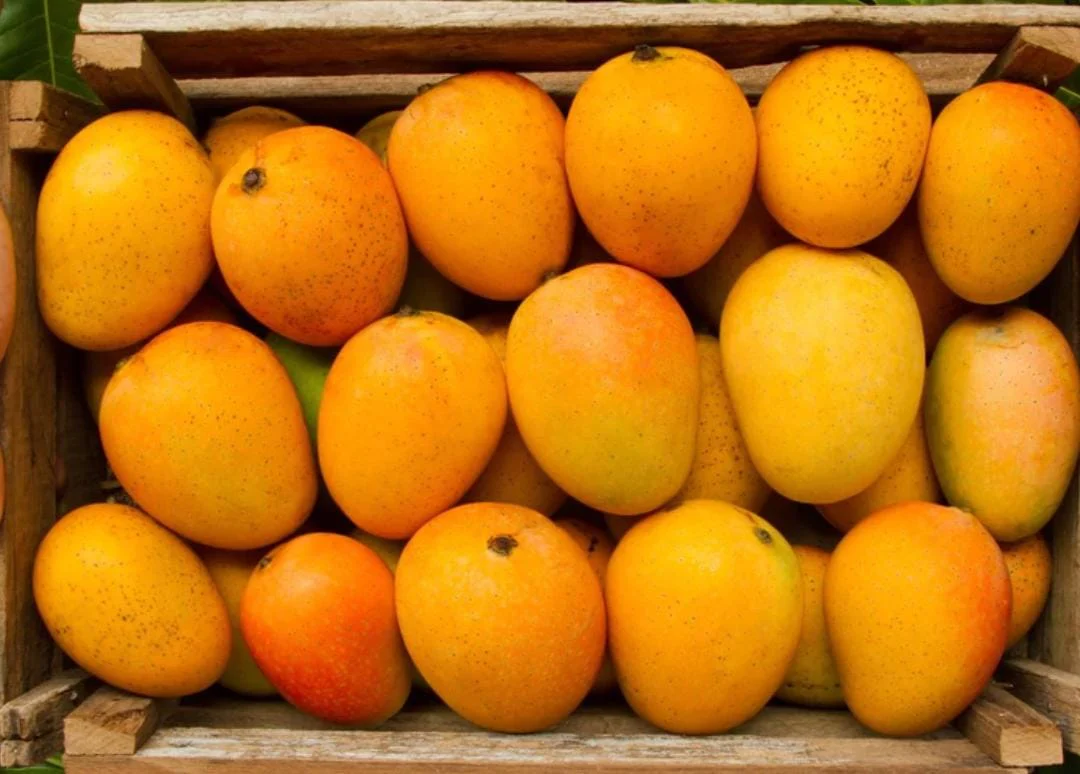 6 Ways To Find Real Alphonso Mangoes